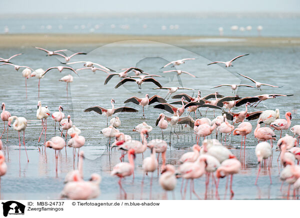 Zwergflamingos / lesser flamingos / MBS-24737