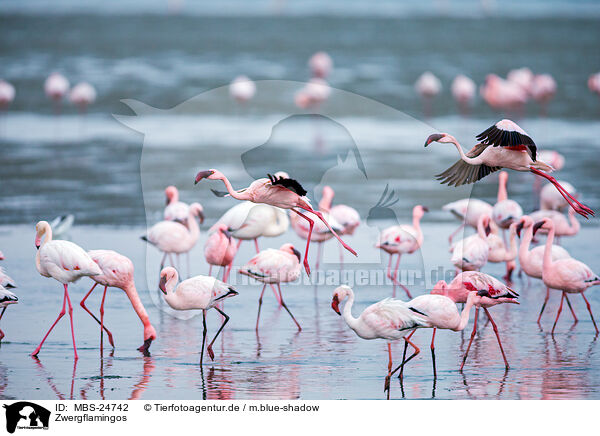 Zwergflamingos / lesser flamingos / MBS-24742
