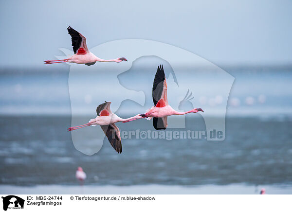 Zwergflamingos / lesser flamingos / MBS-24744