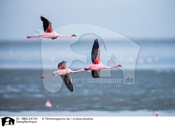 Zwergflamingos / MBS-24744