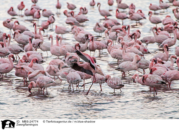 Zwergflamingos / lesser flamingos / MBS-24774