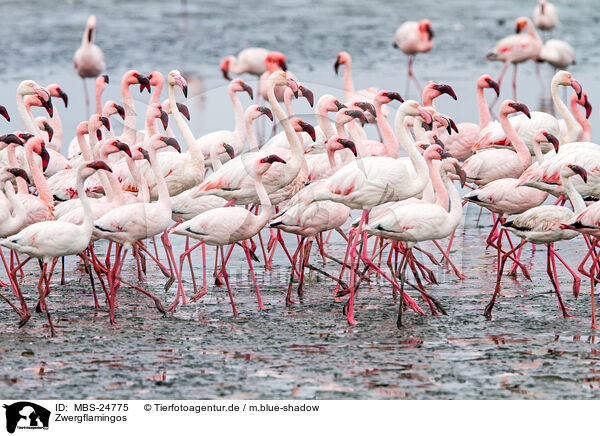 Zwergflamingos / MBS-24775