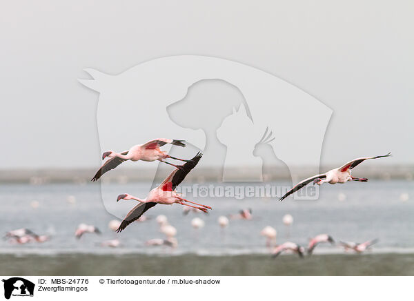 Zwergflamingos / lesser flamingos / MBS-24776
