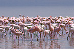 Kolonie Zwergflamingos