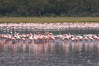 Kolonie Zwergflamingos