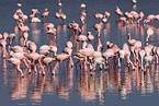 Kolonie Zwergflamingos