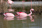 Zwergflamingos