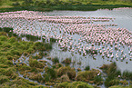 Zwergflamingos