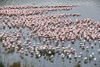 Zwergflamingos