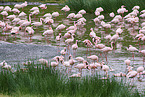 Zwergflamingos