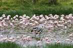 Zwergflamingos