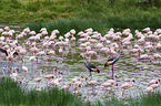 Zwergflamingos