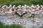 Zwergflamingos