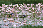 Zwergflamingos