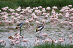 Zwergflamingos