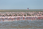 Zwergflamingos