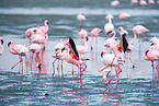 Zwergflamingos