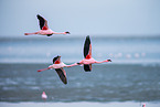 Zwergflamingos