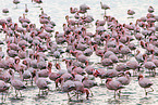 Zwergflamingos