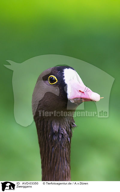 Zwerggans / lesser white-fronted goose / AVD-03350