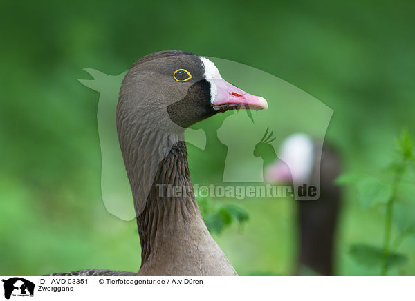 Zwerggans / lesser white-fronted goose / AVD-03351
