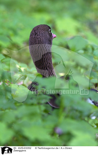 Zwerggans / lesser white-fronted goose / AVD-03352