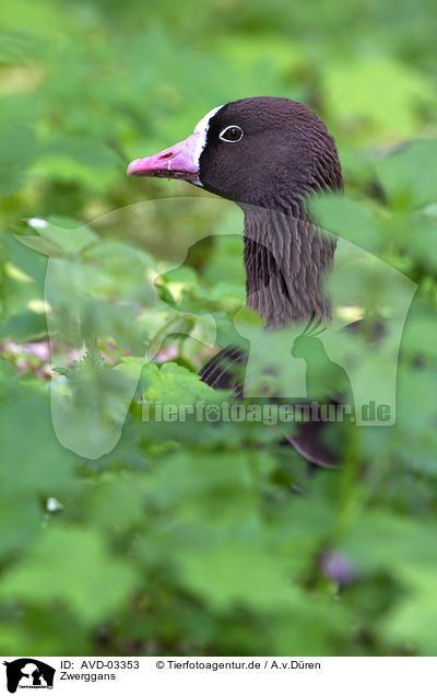 Zwerggans / lesser white-fronted goose / AVD-03353