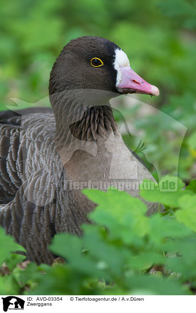 Zwerggans / lesser white-fronted goose / AVD-03354