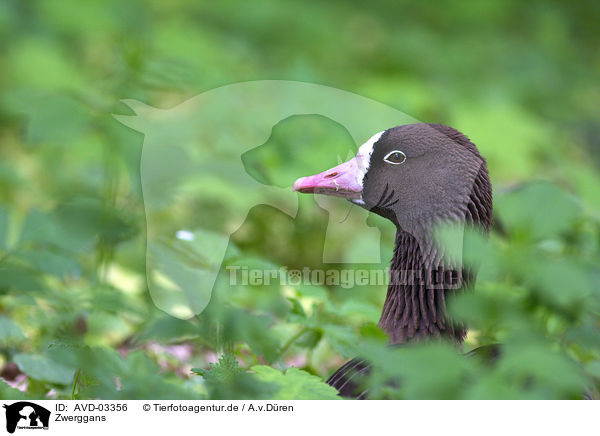 Zwerggans / lesser white-fronted goose / AVD-03356