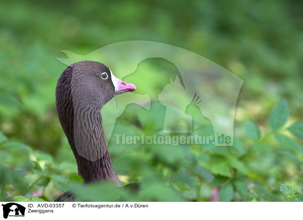 Zwerggans / lesser white-fronted goose / AVD-03357