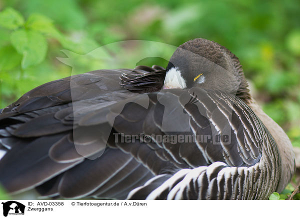 Zwerggans / lesser white-fronted goose / AVD-03358