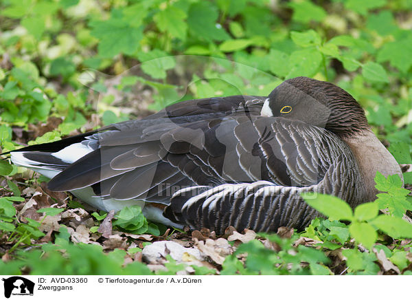 Zwerggans / lesser white-fronted goose / AVD-03360