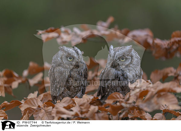 sitzende  Zwergohreulen / PW-07744