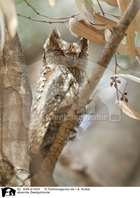 sitzende Zwergohreule / sitting Scops Owl / AXK-01424