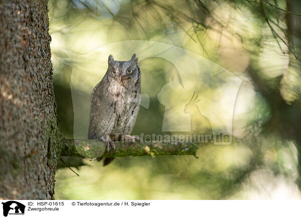 Zwergohreule / Scops Owl / HSP-01615