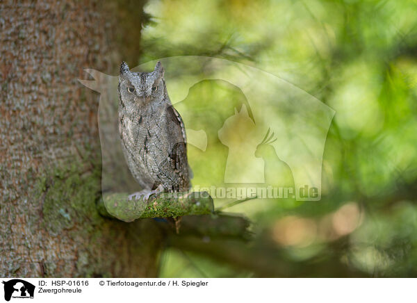 Zwergohreule / HSP-01616