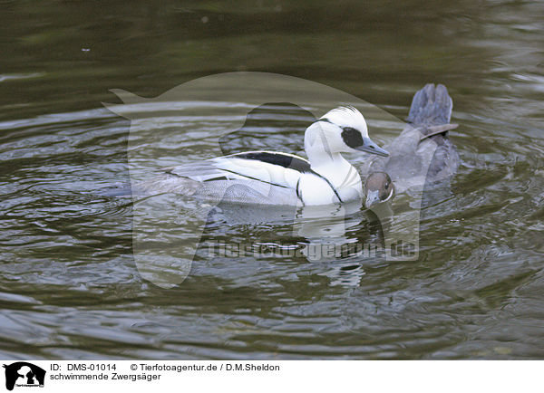 schwimmende Zwergsger / swimming smews / DMS-01014