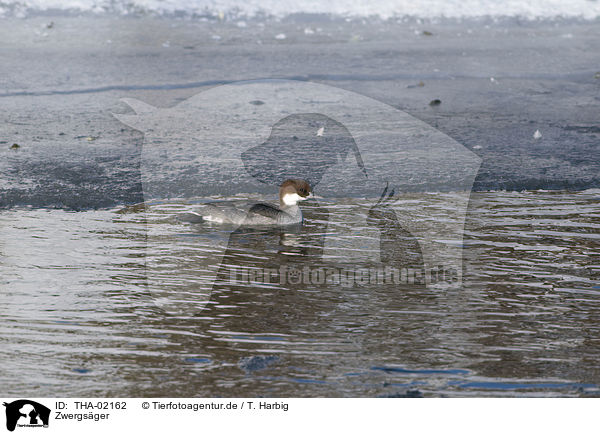 Zwergsger / smew / THA-02162