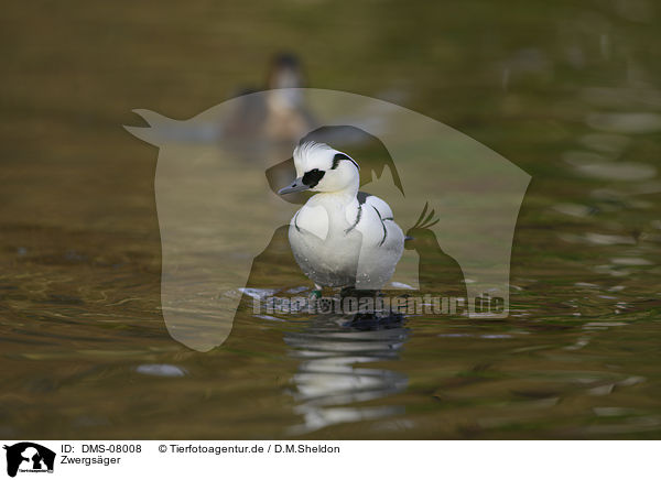 Zwergsger / smew / DMS-08008