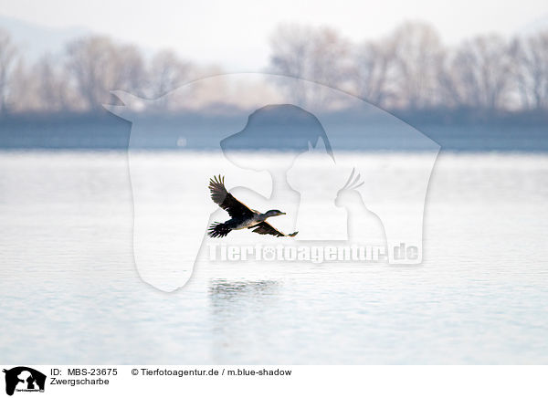 Zwergscharbe / pygmy cormorant / MBS-23675