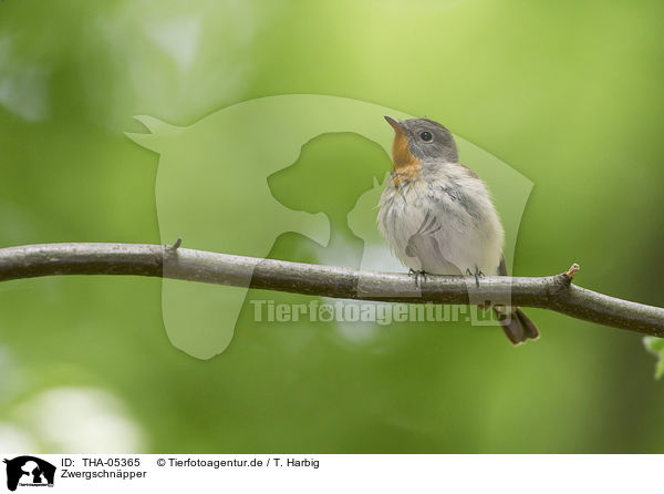 Zwergschnpper / THA-05365