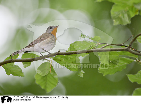 Zwergschnpper / red-breasted flycatcher / THA-05369