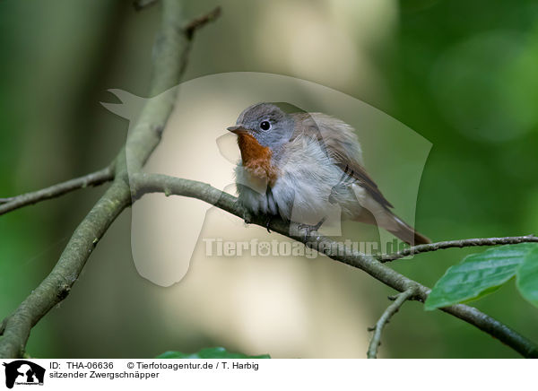 sitzender Zwergschn�pper / sitting Red-breasted Flycatcher / THA-06636