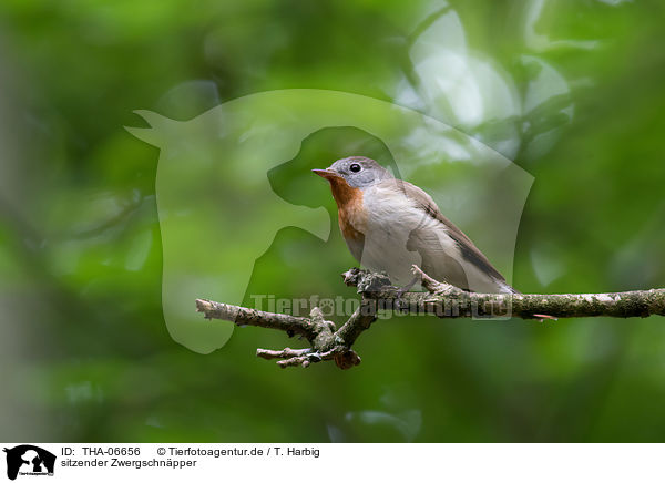 sitzender Zwergschnpper / sitting Red-breasted Flycatcher / THA-06656