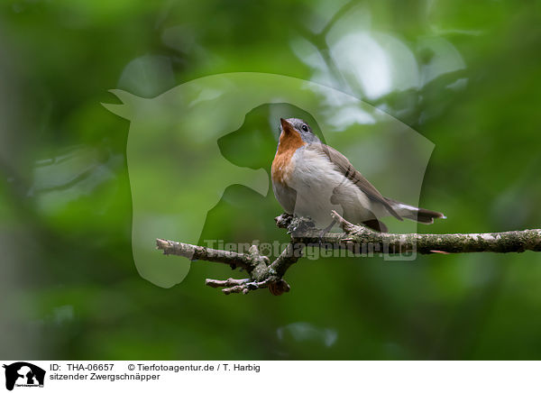 sitzender Zwergschnpper / sitting Red-breasted Flycatcher / THA-06657