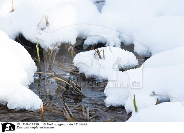 Zwergschnepfe im Wasser / jack Snipe in the water / THA-07336