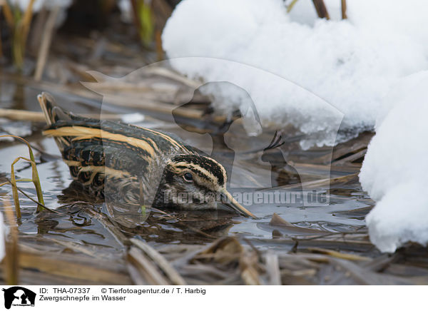 Zwergschnepfe im Wasser / jack Snipe in the water / THA-07337