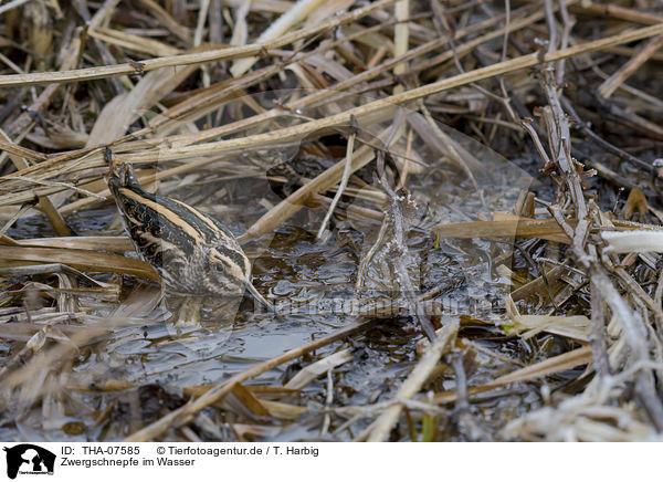 Zwergschnepfe im Wasser / jack Snipe in the water / THA-07585