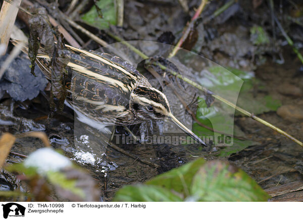 Zwergschnepfe / jack snipe / THA-10998