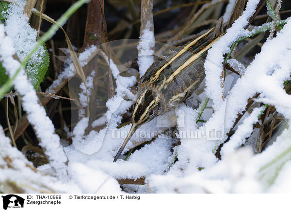 Zwergschnepfe / jack snipe / THA-10999